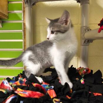 Cheetah -  Domestic Short Hair Cat for Adoption - Cheetah | PetCurious