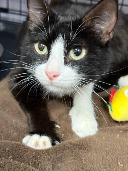 Domestic Medium Hair Cats Available for Adoption - Clementine | PetCurious