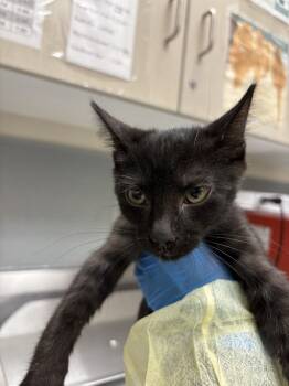 Rescue Domestic Short Hair Cats for Adoption in Las Vegas, Nevada - MITTINS | PetCurious