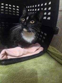 Domestic Short Hair Cats Available for Adoption in Camden, South Carolina - Button | PetCurious