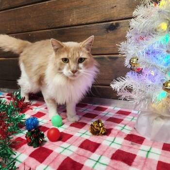 Domestic Medium Hair Cats Available for Adoption - Tommy | PetCurious