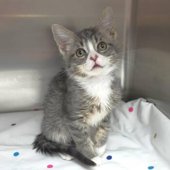 Melanie -  Domestic Short Hair Cat for Adoption in Michigan City, Indiana - Melanie | PetCurious