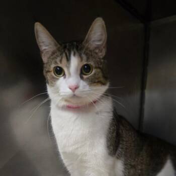Domestic Short Hair Cats Available for Adoption in San Jacinto, California - Ivy | PetCurious