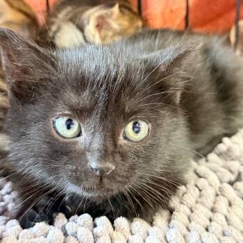 Domestic Short Hair Cats Available for Adoption in Redwood Valley, California - Tamari | PetCurious