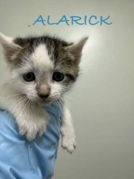 Domestic Short Hair Cats Available for Adoption in Evansville, Indiana - Alarick | PetCurious