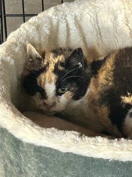Rescue Domestic Short Hair Cats for Adoption in Westbury, New York - Callie Eagle Rock | PetCurious