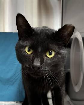 Domestic Short Hair Cats Available for Adoption - ROBBIE | PetCurious