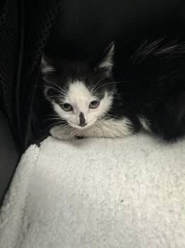 MICK -  Domestic Short Hair Cat for Adoption in Fort Lauderdale, Florida - MICK | PetCurious