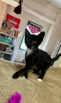Prince -  Domestic Short Hair Cat for Adoption in Leavenworth, Kansas - Prince | PetCurious