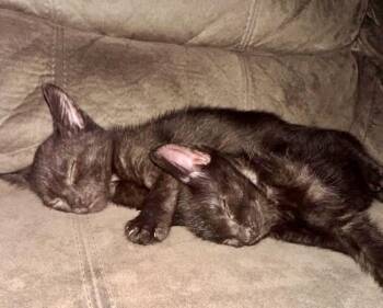 Joey & Ross -  Domestic Short Hair Cat for Adoption in Mississauga, Ontario - Joey & Ross | PetCurious