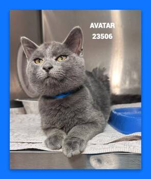 AVATAR -  Domestic Short Hair Cat for Adoption in Marietta, Georgia - AVATAR | PetCurious