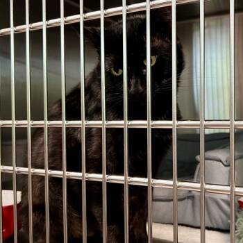 Sebastian 2 -  Domestic Short Hair Cat for Adoption in Cumming, Georgia - Sebastian 2 | PetCurious