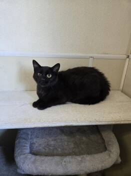 Broomy -  Domestic Short Hair Cat for Adoption in Maquoketa, Iowa - Broomy | PetCurious