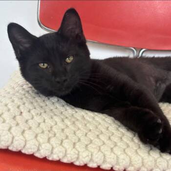 Wanda -  Domestic Short Hair Cat for Adoption in Buffalo, New York - Wanda | PetCurious