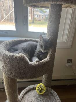 Domestic Short Hair Cats Available for Adoption in Derry, New Hampshire - Snoopy | PetCurious