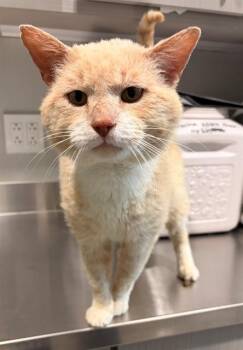 Domestic Short Hair Cats Available for Adoption in Leesburg, Virginia - LEONARD | PetCurious