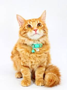 Tabby -  Domestic Medium Hair and Domestic Short Hair Cat for Adoption in Morton Grove, Illinois - Tabby | PetCurious