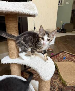Gelato and Sherbet in foster care -  Domestic Short Hair Cat for Adoption in Ellicott City, Maryland - Gelato And Sherbet In Foster Care | PetCurious