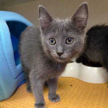 Dolly Parton -  Domestic Short Hair Cat for Adoption in Wantagh, New York - Dolly Parton | PetCurious