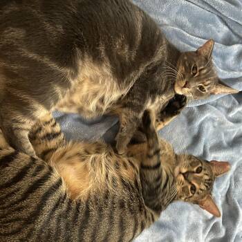Sundae and Brownie -  Domestic Short Hair Cat for Adoption in Santa Ana, California - Sundae And Brownie | PetCurious