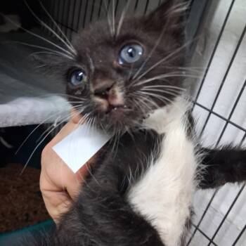 Jersey Devil -  American Shorthair and Domestic Medium Hair Cat for Adoption in Parrish, Alabama - Jersey Devil | PetCurious