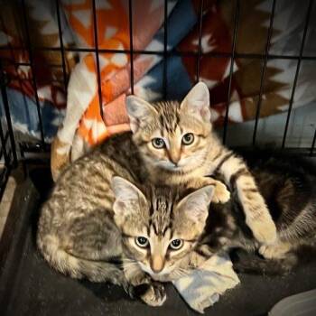 Muffins -  Domestic Short Hair Cat for Adoption in Seven Valleys, Pennsylvania - Muffins | PetCurious
