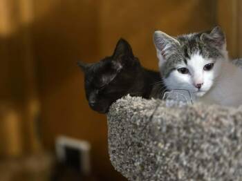 Domestic Short Hair Cats Available for Adoption - Frankie | PetCurious