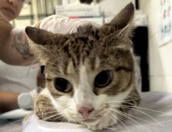 DENISE -  Domestic Short Hair Cat for Adoption in Pensacola, Florida - DENISE | PetCurious