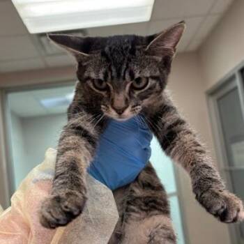 Claudia -  Domestic Short Hair Cat for Adoption in Murray, Utah - Claudia | PetCurious