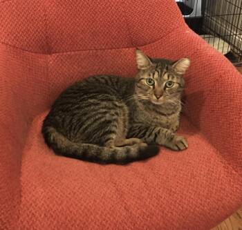 Rescue American Shorthair Cats for Adoption in New York, New York - Pancho | PetCurious