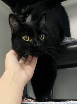 Franklin -  Domestic Medium Hair Cat for Adoption in Santa Rosa, California - Franklin | PetCurious