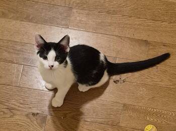 Cream Cheese -  Domestic Short Hair and Extra Toes Cat Hemingway Polydactyl Cat for Adoption in St. Peters, Missouri - Cream Cheese | PetCurious