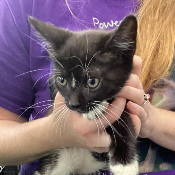 Sadie -  Domestic Medium Hair Cat for Adoption in Montgomery, Alabama - Sadie | PetCurious