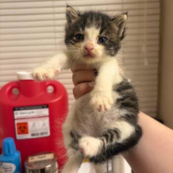 Waffles -  Domestic Short Hair Cat for Adoption in Pekin, Illinois - Waffles | PetCurious