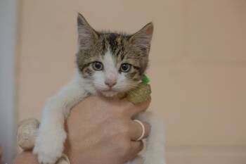 Sadie -  Domestic Short Hair and Torbie Cat for Adoption in Mountain Home, Arkansas - Sadie | PetCurious