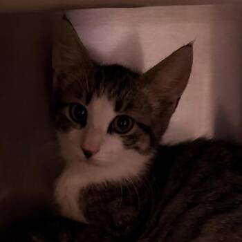 Ultimate Taco -  Domestic Short Hair Cat for Adoption in Wilmington, Delaware - Ultimate Taco | PetCurious