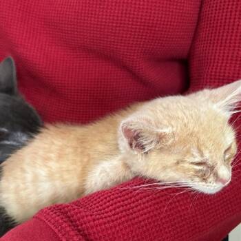 Crouton -  Domestic Short Hair Cat for Adoption in Pleasant Hill, California - Crouton | PetCurious