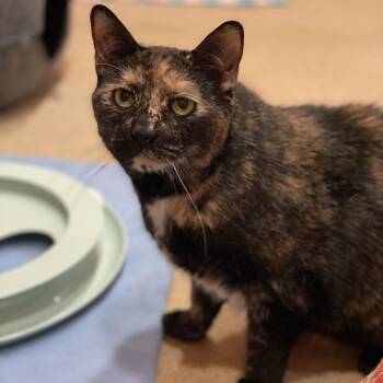 Bashful - Available from Foster -  Domestic Short Hair and Mixed Breed Cat for Adoption in South Burlington, Vermont - Bashful - Available From Foster | PetCurious