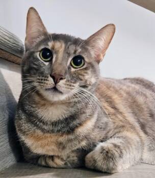 BonBon - Rancho Cucamonga PetSmart -  Domestic Short Hair Cat for Adoption in Yorba Linda, California - BonBon - Rancho Cucamonga PetSmart | PetCurious