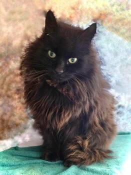 Domestic Long Hair Cats Available for Adoption - Darling | PetCurious