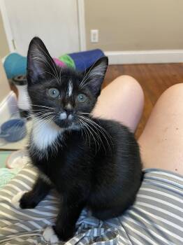 Audrey -  Domestic Short Hair Cat for Adoption in Philadelphia, Pennsylvania - Audrey | PetCurious