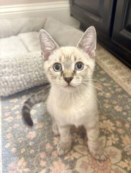 Tuna -  Siamese and Tabby Cat for Adoption in Charlotte, North Carolina - Tuna | PetCurious