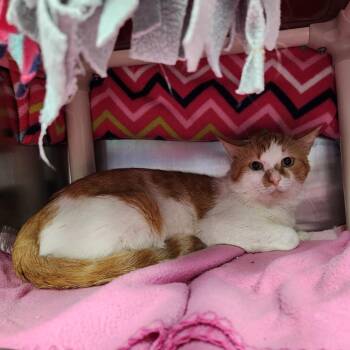 Roswell -  Domestic Short Hair Cat for Adoption in Walker, Michigan - Roswell | PetCurious