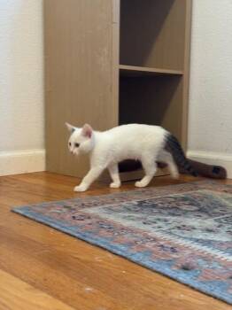 Domestic Short Hair Cats Available for Adoption in Santa Cruz, California - Phoebe | PetCurious