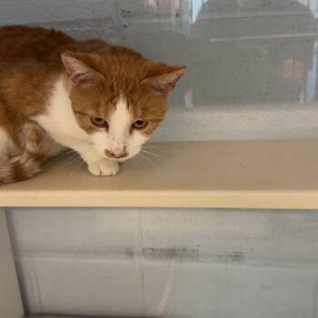 Baby -  Domestic Short Hair Cat for Adoption in Lakewood, Colorado - Baby | PetCurious