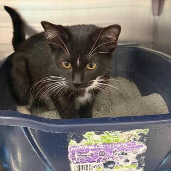 Peppa -  American Shorthair Cat for Adoption in Buffalo, New York - Peppa | PetCurious