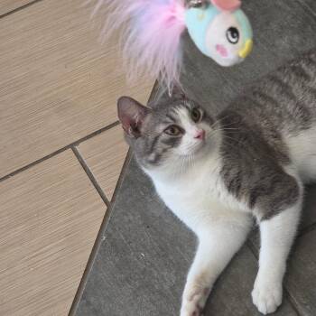 Domestic Short Hair Cats Available for Adoption in Durham, North Carolina - Cliff | PetCurious