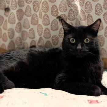 Dax -  Domestic Short Hair Cat for Adoption in West Des Moines, Iowa - Dax | PetCurious