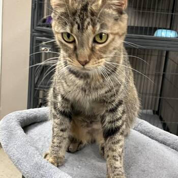 Rescue Domestic Short Hair Cats for Adoption in Sylacauga, Alabama - Aria | PetCurious