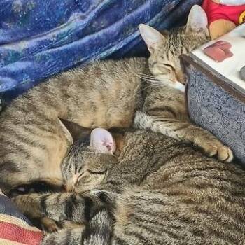 Nutmeg -  Domestic Short Hair and Mixed Breed Cat for Adoption in Columbus, North Carolina - Nutmeg | PetCurious